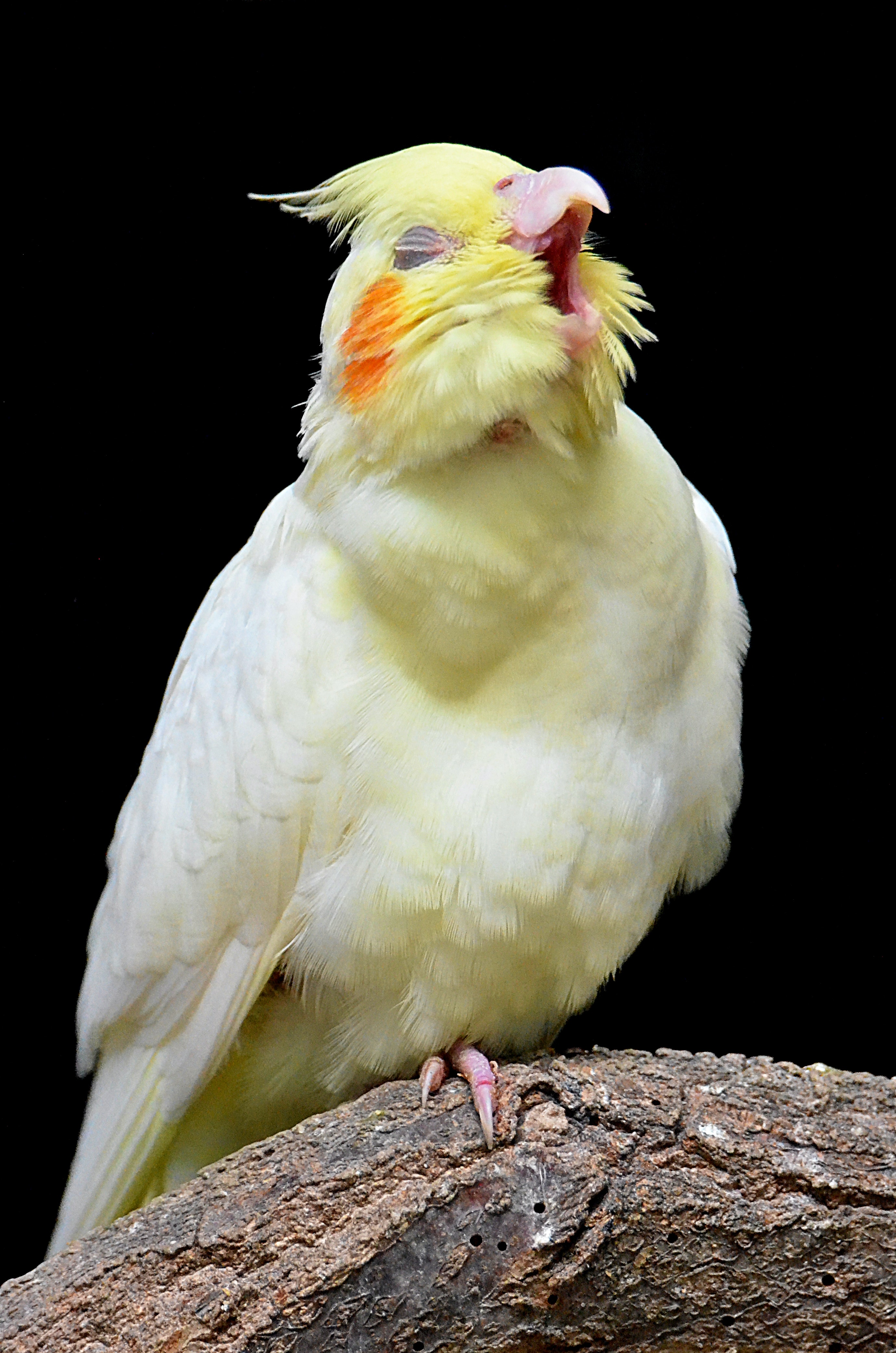 calopsitas